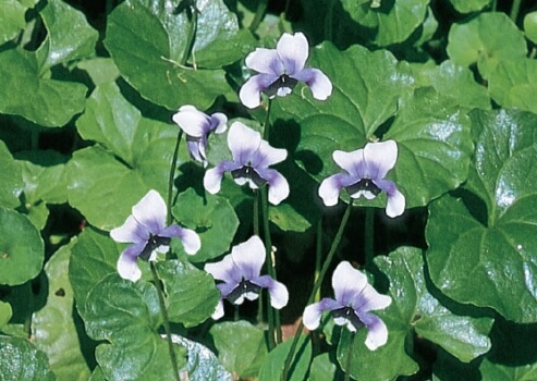 How to Propagate Native Violet