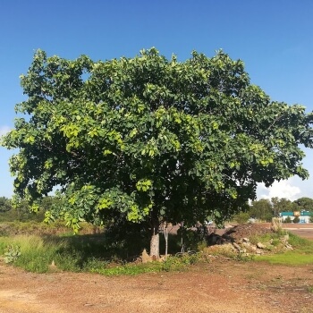 Ideal Conditions for Planting Kakadu Plum