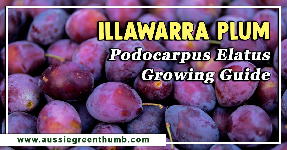 Illawarra Plum – Podocarpus Elatus Growing Guide