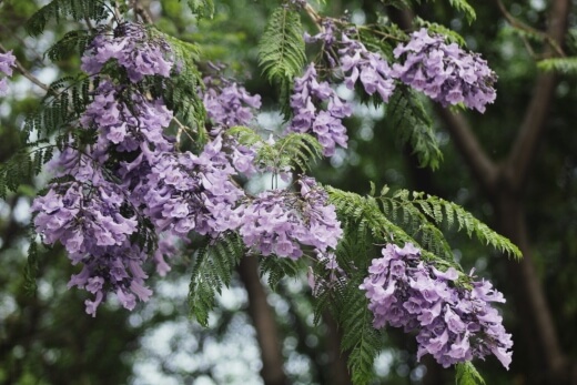Jacaranda arborea is endemic to Cuba and is currently threatened by habitat loss in the area