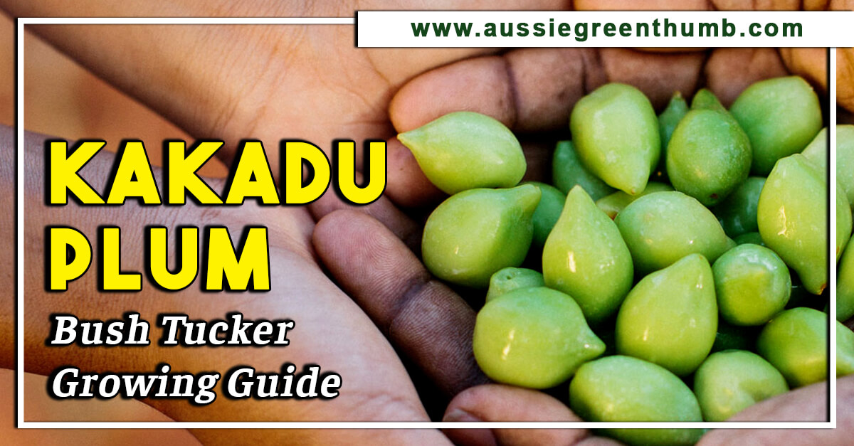 Kakadu Plum – Bush Tucker Growing Guide