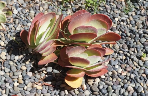 Kalanchoe luciae also known as Flapjack Plant