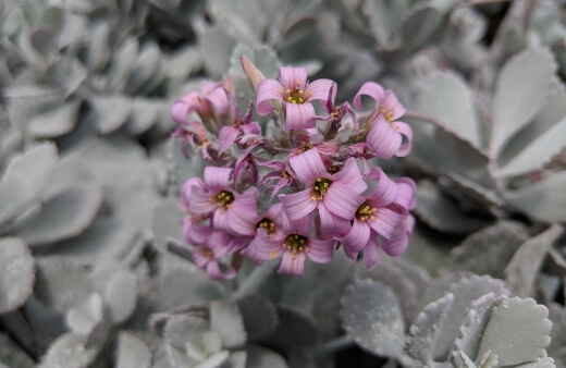 Kalanchoe pumila commonly known as Flower Dust Plant