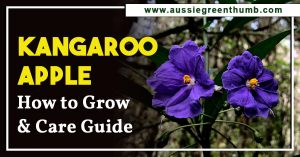 Kangaroo Apple How to Grow and Care Guide