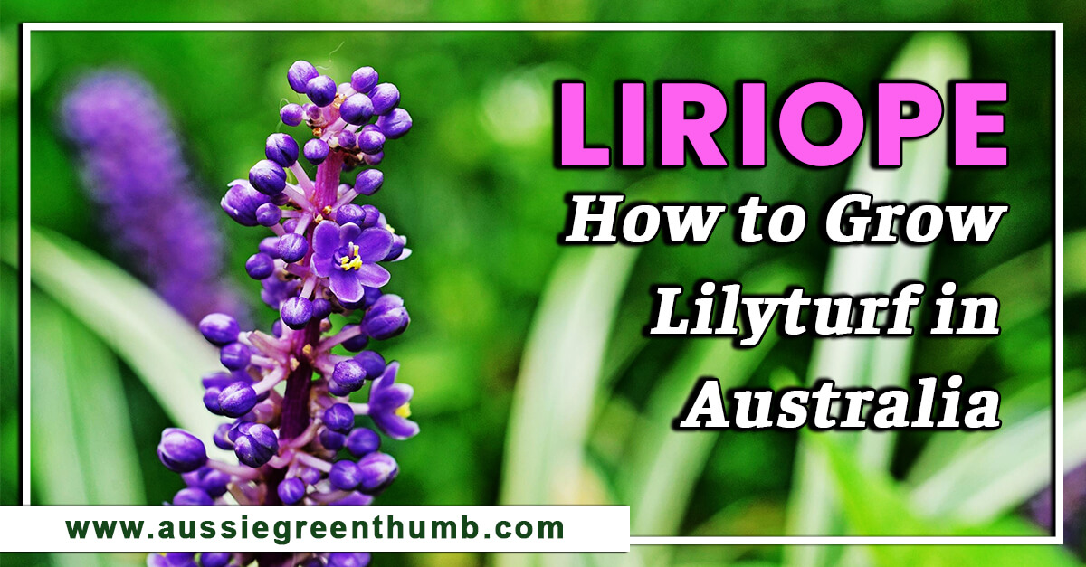 Liriope – How to Grow Lilyturf in Australia