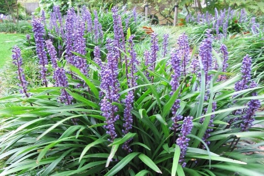 Liriope Muscari ‘Big blue’ has much denser flowering habits, with distinct bubbly flower spikes, towering over their grassy bases