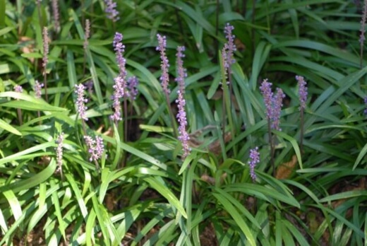 Liriope muscari ‘Christmas Tree’