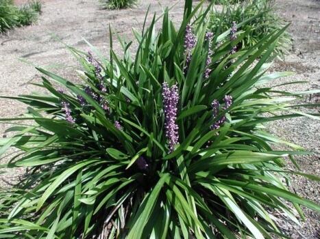 Liriope muscari ‘Majestic’ is a gorgeously compact plant, growing to just 1ft tall at the most, with gorgeous deep lilac-coloured flowers