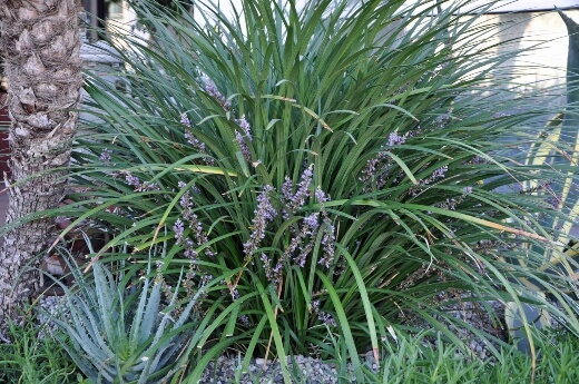 Liriope muscari ‘gigantea’ is much taller than typical Liriope