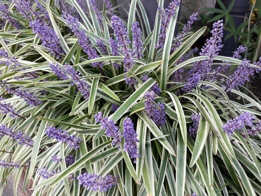 Liriope spicata ‘Silver Dragon’ has breathtakingly beautiful leaf blades, with silver borders and a vivid grey-green midrib