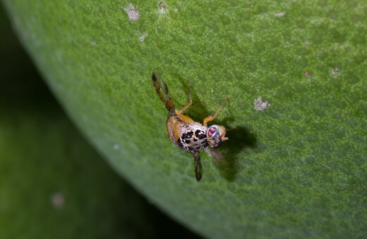 Mediterranean fruit fly known as Ceratitis capitata or the ‘medfly’