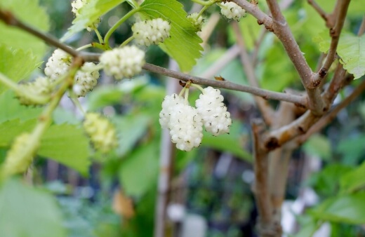 Morus alba commonly know as White mulberry tree
