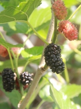 Morus australis commonly called as Korean mulberry tree