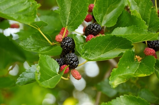 Morus celtidifolia known as Texas mulberry