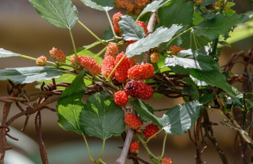 Morus rubra commonly known as Red mulberry tree