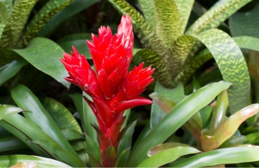 Neoregelia has some of the most magnificent foliage of all bromeliad species