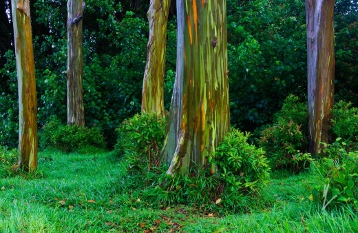 Propagation of Rainbow Eucalyptus
