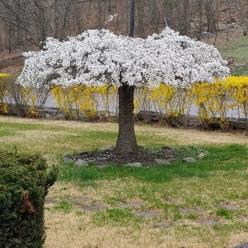 Prunus ‘Snow Showers’ is also known as ‘Hillings Weeping’ cherry