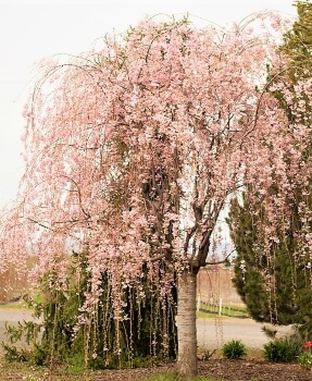 Prunus pendula ‘Plena Rosea’ commonly known as Double Weeping Cherry