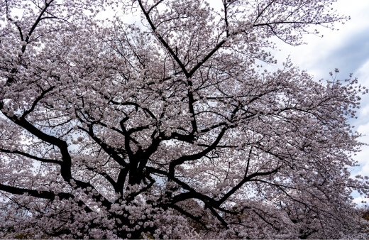 Prunus x yedoensis ‘Shidare-Yoshino’ most commonly known as Yoshino Cherry