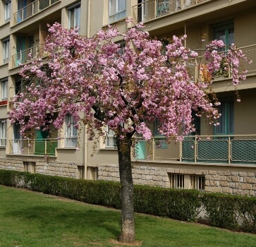 Prunus ‘Kiku-Shidare-Zakura’ commonly known as Japanese Flowering Cherry