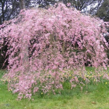 Prunus ‘Marie Mallet’ is a beast of a tree when it reaches its full size, and works best in larger gardens