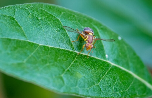 Queensland fruit fly, known as Bactrocera tryoni or the ‘Qfly’