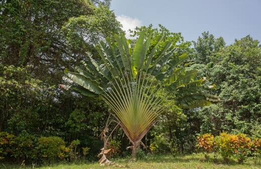 Ravenala madagascariensis commonly known as Travelers palm