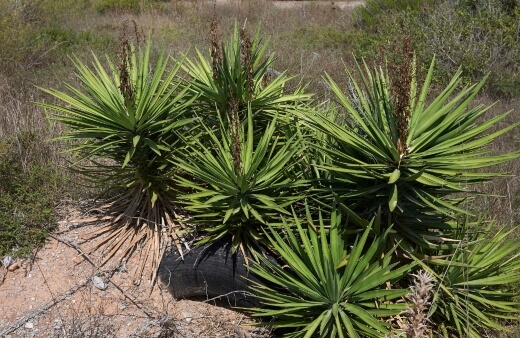 Spanish Bayonet (Yucca aloifolia)