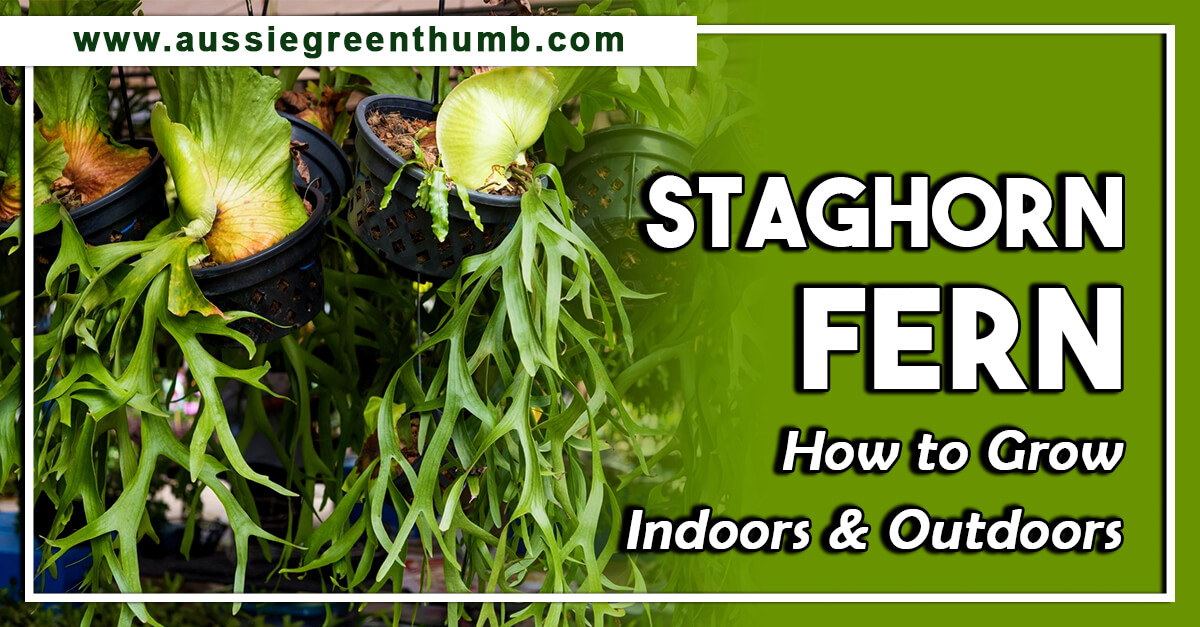 Staghorn Fern – How to Grow Indoors and Outdoors