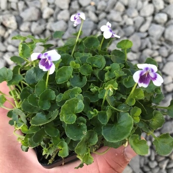 The most common native violet in Australia is Viola hederacea