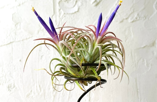 Tillandsia is an arid environment loving genus, with silvery-grey foliage rather than green