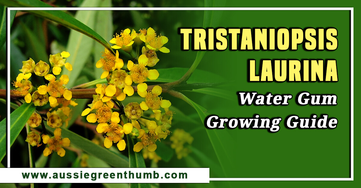 Tristaniopsis Laurina – Water Gum Growing Guide