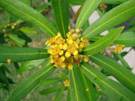 Tristaniopsis Laurina Flower