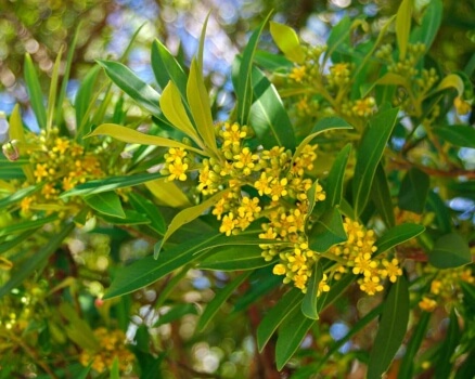 Tristaniopsis laurina commonly known as Water Gum