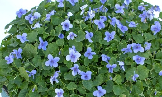 Viola banksii ‘Baby Blue’ are most prominently in spring, preferring shaded moist soil conditions