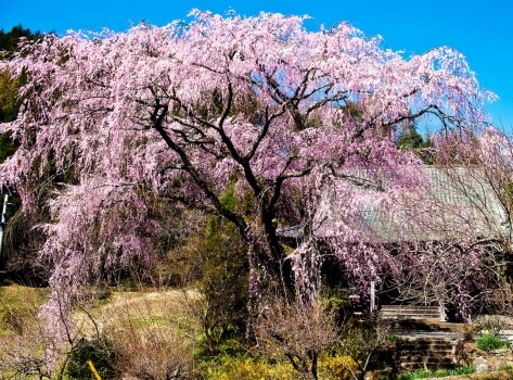 Weeping cherry trees are ornamental cherries