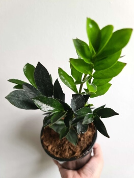 Zamioculcas zamiifolia 'Dark Zamicro' takes up a small space to thrive with its smaller flat leaves
