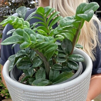 Zamioculcas zamiifolia 'Zenzi' requires the same maintenance routine as a normal ZZ plant but needs a much lesser space