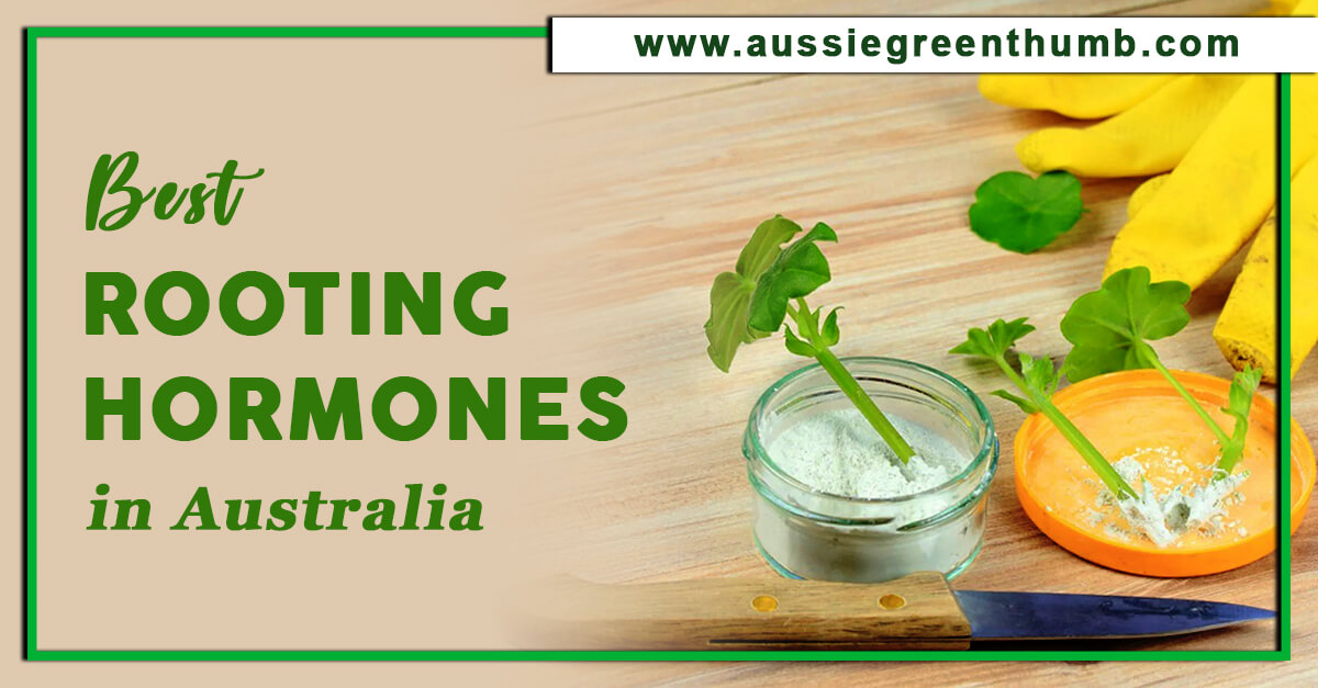 7 Best Rooting Hormones In Australia For 2022 