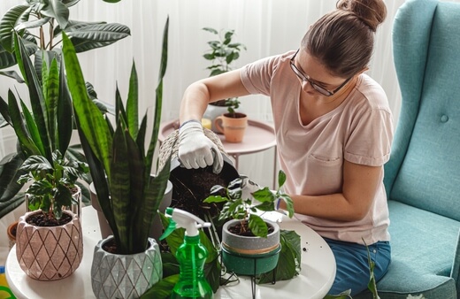 A woman using rooting hormone on her plants