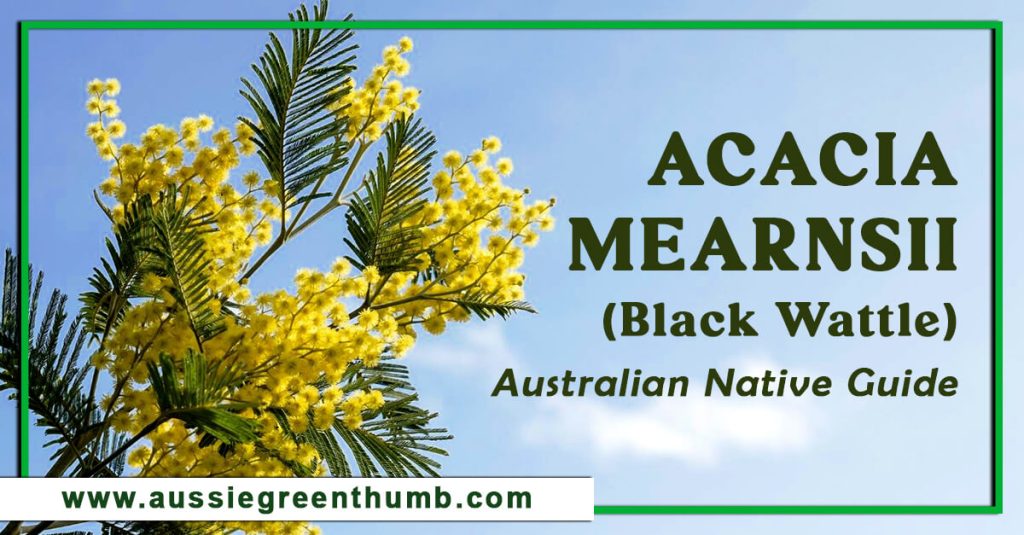 Acacia Mearnsii (Black Wattle) Australian Native Guide