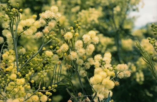 Acacia Mearnsii commonly known as Black Wattle