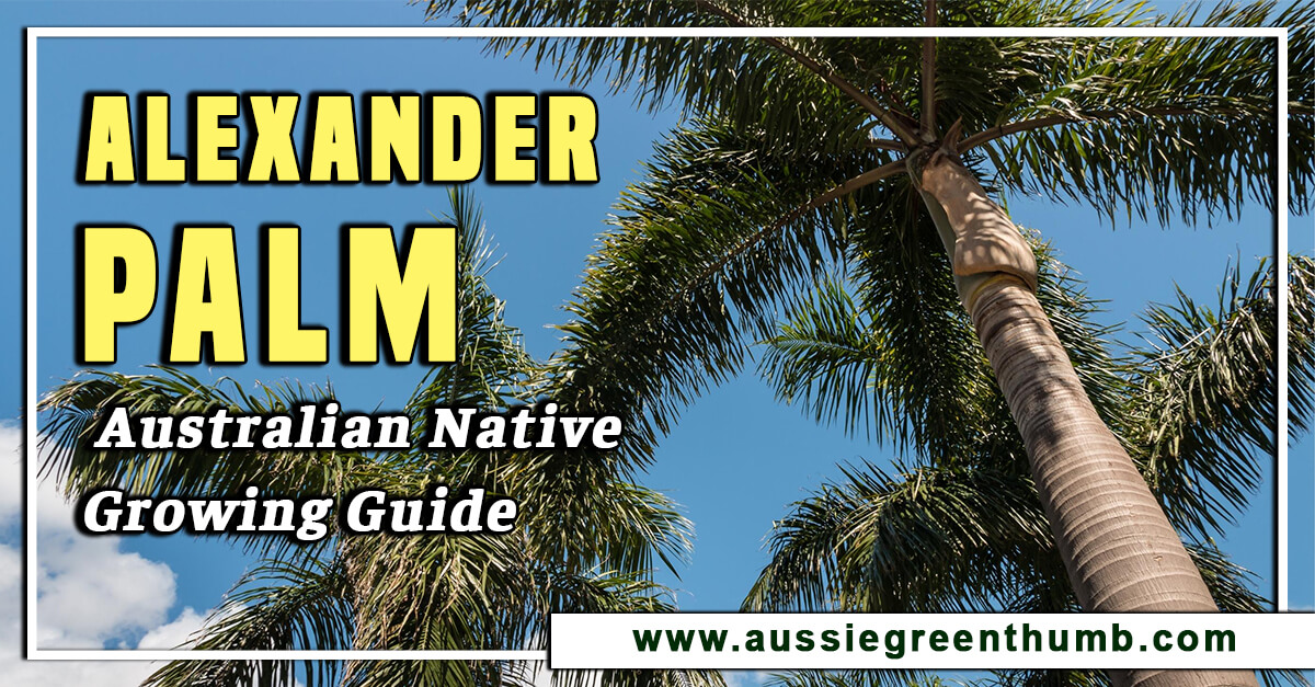 Alexander Palm – Australian Native Growing Guide