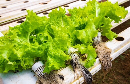 All types of lettuce grow well in hydroponics