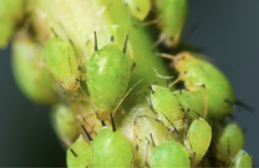 Aphids are small insects that are wingless in spring, and selectively lay winged offspring in warmer months