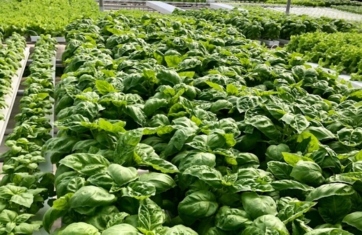 Basil is one of the easiest plants to grow hydroponically