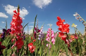 Beautiful Gladiolus Flowers