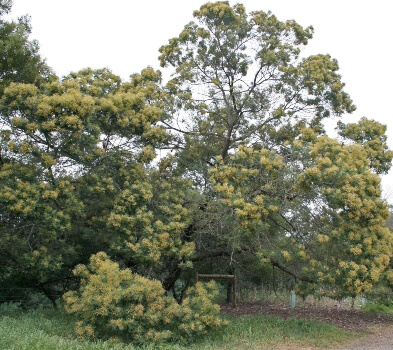 Black wattle is a variety of wattle endemic to its native habitat in southeast Australia