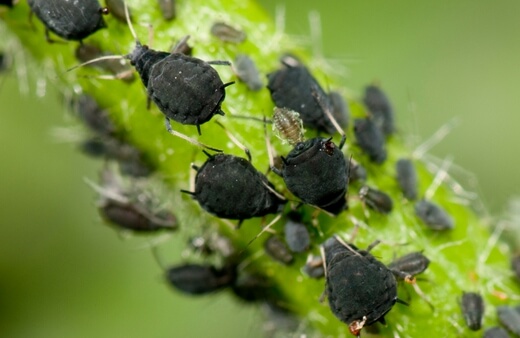 Blackflies are the most problematic aphids in veggie gardens